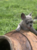 Zusätzliche Fotos: Hallo Französische Bulldoggenwelpen zu verkaufen.