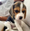 Foto №3. Gesunde Beagle-Welpen zur kostenlosen Adoption. Deutschland