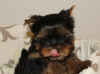 Foto №3. Yorkshire Terrier Welpen zu verkaufen. Ukraine