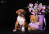 Foto №3. American Staffordshire Terrier Welpen. Ukraine
