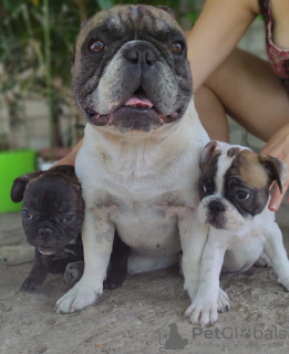 Foto №2 zu Ankündigung № 7260 zu verkaufen französische bulldogge - einkaufen Ukraine quotient 	ankündigung