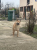 Foto №4. Ich werde verkaufen shiba in der Stadt Zrenjanin.  - preis - 350€