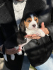 Foto №2 zu Ankündigung № 124815 zu verkaufen beagle - einkaufen Moldawien quotient 	ankündigung