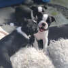 Foto №1. boston terrier - zum Verkauf in der Stadt Regensburg | 390€ | Ankündigung № 83107