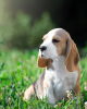 Foto №2 zu Ankündigung № 103658 zu verkaufen beagle - einkaufen USA quotient 	ankündigung