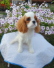 Foto №1. cavalier king charles spaniel - zum Verkauf in der Stadt Omsk | 1478€ | Ankündigung № 64614