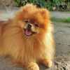 Foto №3. Pomeranian, beautiful puppies. Serbien