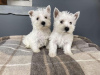 Foto №1. west highland white terrier - zum Verkauf in der Stadt Vantaa | 300€ | Ankündigung № 96958