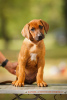 Foto №1. rhodesian ridgeback - zum Verkauf in der Stadt Minsk | verhandelt | Ankündigung № 72846