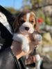 Zusätzliche Fotos: Beagle-Welpen zu verkaufen.