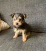 Foto №1. yorkshire terrier - zum Verkauf in der Stadt Andros | 284€ | Ankündigung № 43398