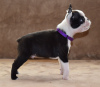 Foto №1. boston terrier - zum Verkauf in der Stadt Belgrad | verhandelt | Ankündigung № 53419