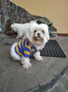 Foto №2 zu Ankündigung № 5973 zu verkaufen west highland white terrier - einkaufen Ukraine quotient 	ankündigung