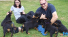 Foto №2 zu Ankündigung № 65570 zu verkaufen rottweiler - einkaufen Deutschland züchter