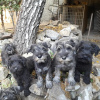 Foto №2 zu Ankündigung № 123692 zu verkaufen schnauzer, schnauzer - einkaufen Serbien 