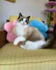 Foto №2 zu Ankündigung № 121717 zu verkaufen ragdoll-katze - einkaufen Russische Föderation züchter