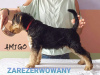 Zusätzliche Fotos: Airedale Terrier Welpen BEREIT ZUR ABHOLUNG - ZKwP / FCI