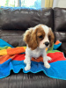 Foto №1. cavalier king charles spaniel - zum Verkauf in der Stadt London | 250€ | Ankündigung № 107360