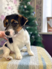 Foto №2 zu Ankündigung № 8243 zu verkaufen mischlingshund - einkaufen Russische Föderation züchter
