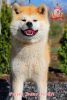 Foto №3. Weiblicher Akita Inu. Ukraine