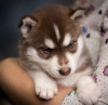 Foto №1. siberian husky - zum Verkauf in der Stadt Hamilton | 400€ | Ankündigung № 99743