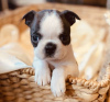 Foto №3. Boston Terrier, Welpen zu verkaufen. Schweden