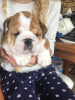 Zusätzliche Fotos: Gesunde Englische Bulldogge steht jetzt zur Adoption zur Verfügung