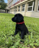 Foto №1. labrador retriever - zum Verkauf in der Stadt Santa Cruz de la Sierra | verhandelt | Ankündigung № 118927