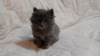 Foto №3. Kurilian Bobtail Kätzchen zu verkaufen. Russische Föderation