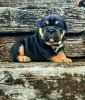 Foto №3. Englische Bulldoggenwelpen zu verkaufen. Serbien