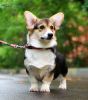 Foto №1. welsh corgi - zum Verkauf in der Stadt Москва | 1061€ | Ankündigung № 24726