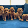 Foto №2 zu Ankündigung № 123836 zu verkaufen labradoodle - einkaufen Finnland quotient 	ankündigung, züchter