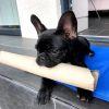 Foto №2 zu Ankündigung № 32406 zu verkaufen französische bulldogge - einkaufen Deutschland quotient 	ankündigung