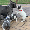 Foto №2 zu Ankündigung № 10960 zu verkaufen französische bulldogge - einkaufen Großbritannien quotient 	ankündigung