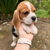 Foto №3. Wunderschöne dreifarbige Beagle-Welpen.. Deutschland