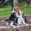 Foto №2 zu Ankündigung № 120611 zu verkaufen beagle - einkaufen Deutschland quotient 	ankündigung