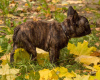 Foto №2 zu Ankündigung № 16506 zu verkaufen französische bulldogge - einkaufen Russische Föderation züchter