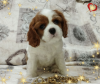 Foto №1. cavalier king charles spaniel - zum Verkauf in der Stadt Minsk | verhandelt | Ankündigung № 69707