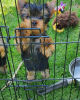 Foto №2 zu Ankündigung № 10723 zu verkaufen yorkshire terrier - einkaufen Russische Föderation quotient 	ankündigung