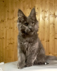 Foto №3. Maine-Coon-Kätzchen. Russische Föderation