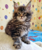 Foto №2 zu Ankündigung № 104300 zu verkaufen maine-coon-katze - einkaufen USA quotient 	ankündigung