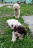 Foto №3. Lagotto Romagnolo Welpen. Serbien