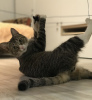 Foto №3. Bow ist eine Katze, die Freude ins Haus bringt.. Russische Föderation
