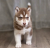 Foto №2 zu Ankündigung № 99743 zu verkaufen siberian husky - einkaufen Großbritannien züchter