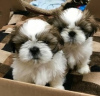 Foto №3. Entzückende Shih Tzu Welpen zur kostenlosen Adoption. Deutschland