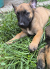 Foto №3. Belgische Malinois-Schäferhundwelpen. Serbien