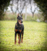 Foto №1. dobermann - zum Verkauf in der Stadt Belgrad | verhandelt | Ankündigung № 121938