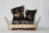 Foto №1. yorkshire terrier - zum Verkauf in der Stadt Minsk | 450€ | Ankündigung № 11271