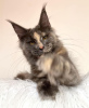 Foto №4. Ich werde verkaufen maine-coon-katze in der Stadt Colorado Springs. züchter - preis - 284€