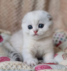 Foto №3. 3 Monate alte weiße Baby-Ragdoll zu einem hervorragenden Verkaufspreis. USA